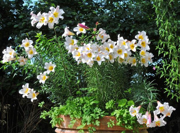 Lilien pflanzen Wann die Zwiebeln in die Erde müssen und wo
