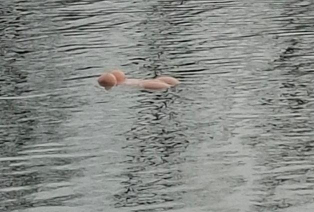 Niedersachsen: Schwimmender Torso im Mittellandkanal war Sexpuppe
