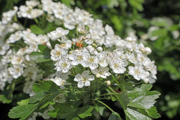 Nabu Delmenhorst rät Die besten heimischen Hecken für den Garten