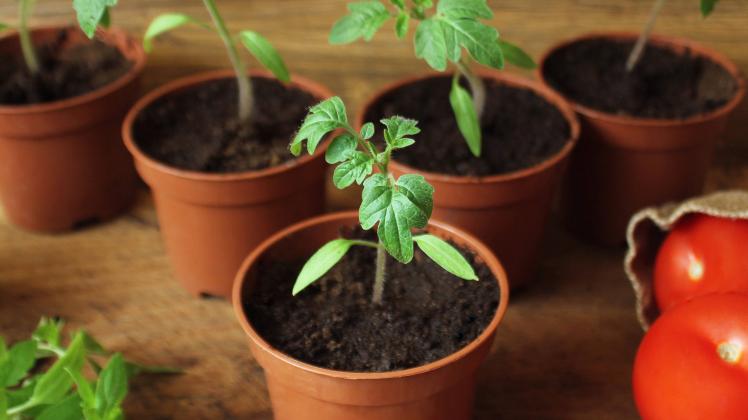 Tomaten selbst anbauen: 5 Tipps vom Experten zur Voranzucht