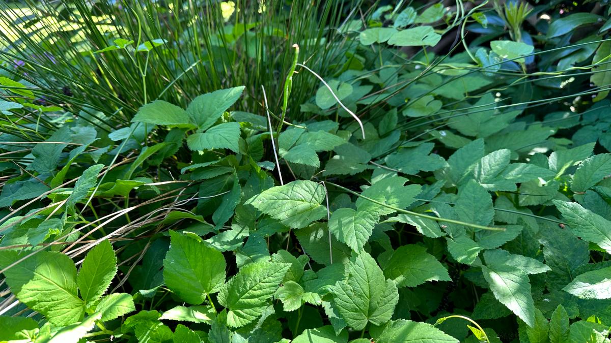 Giersch im Garten verhindern Was man im Frühjahr schon tun kann