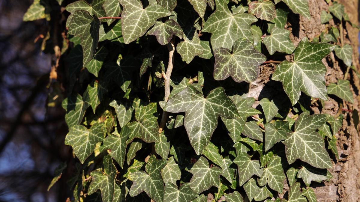 sind alle efeu winterhart Weißgrüner Efeu Hedera helix 'Glacier' Gartenpflanze Ø9cm kaufen main image 1