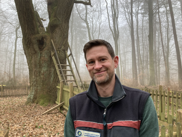 Care for the groom -oak in Dodau: Forester Jörn Siemens.