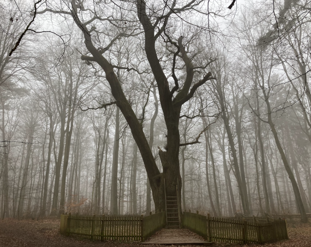 The bridal harry is in the Dodauer forest near Eutin in Germany.