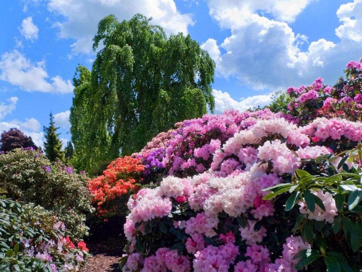 Kirschlorbeer und Rhododendron sind besser als ihr Ruf