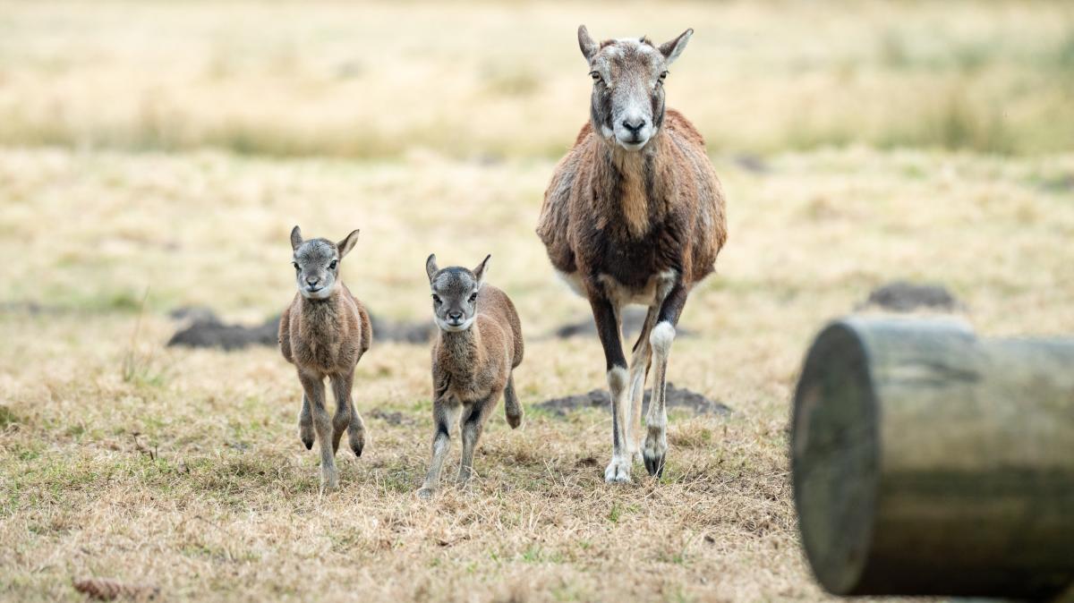 Hamburg: Mufflon-Nachwuchs begeistert im Wildgehege