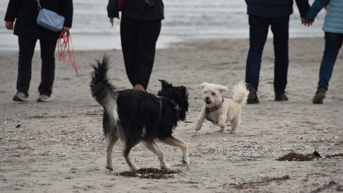 Rettin und Pelzerhaken: Hunde am Strand erlaubt – auch im April