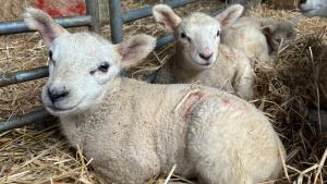 Ruhezeit im tierischen Kindergarten.