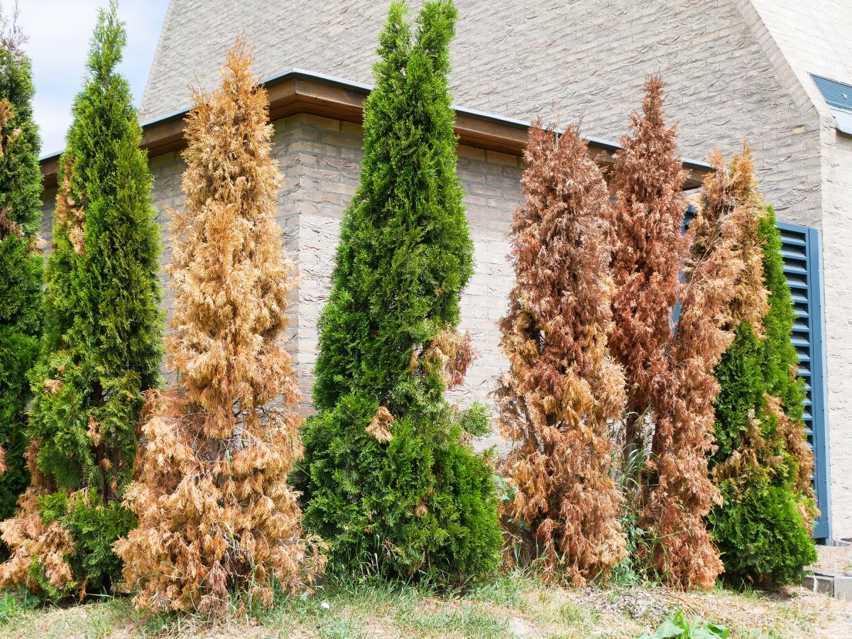 Thuja wird braun: Welche Krankheiten und Schdlinge sie bedrohen