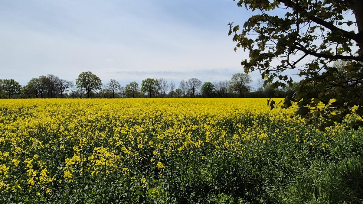 Early rapeseed bloom in Pinneberg: a sign of climate change?