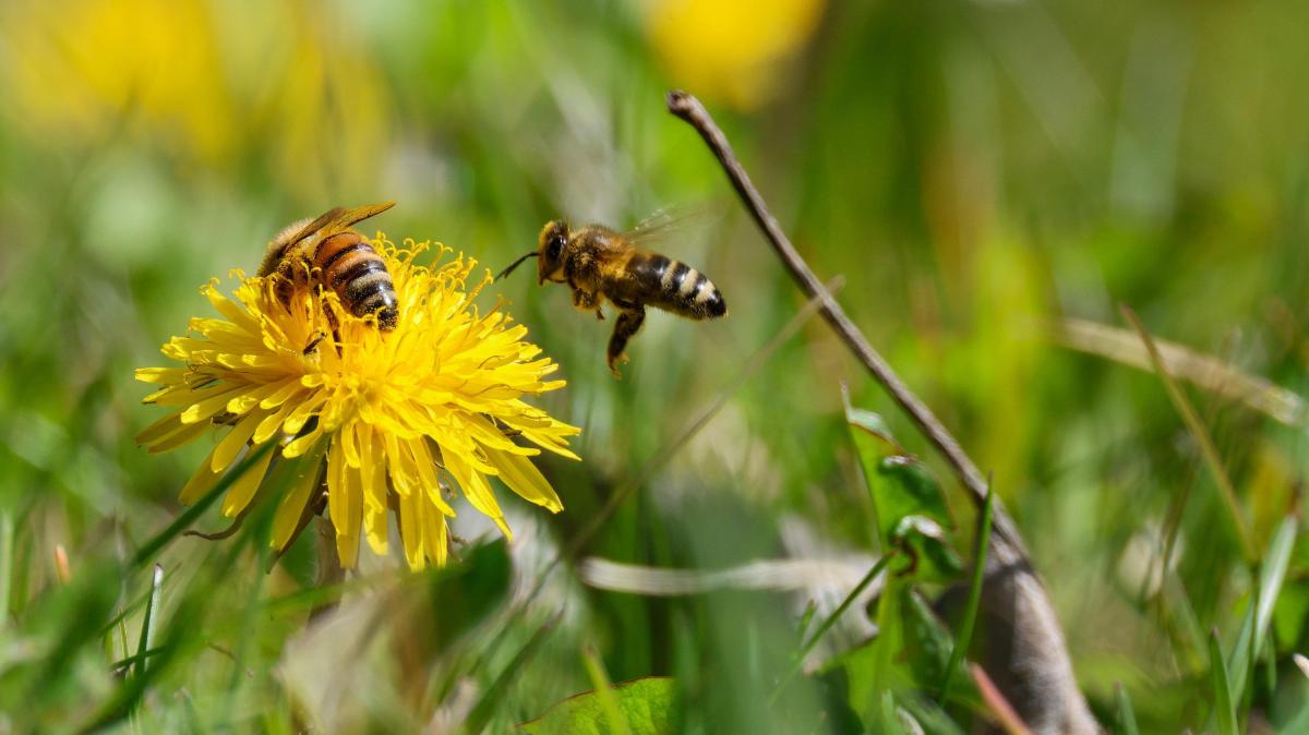 Osnabr-ck-erwartet-sonniges-Wetter-zum-Start-der-Maiwoche-2025