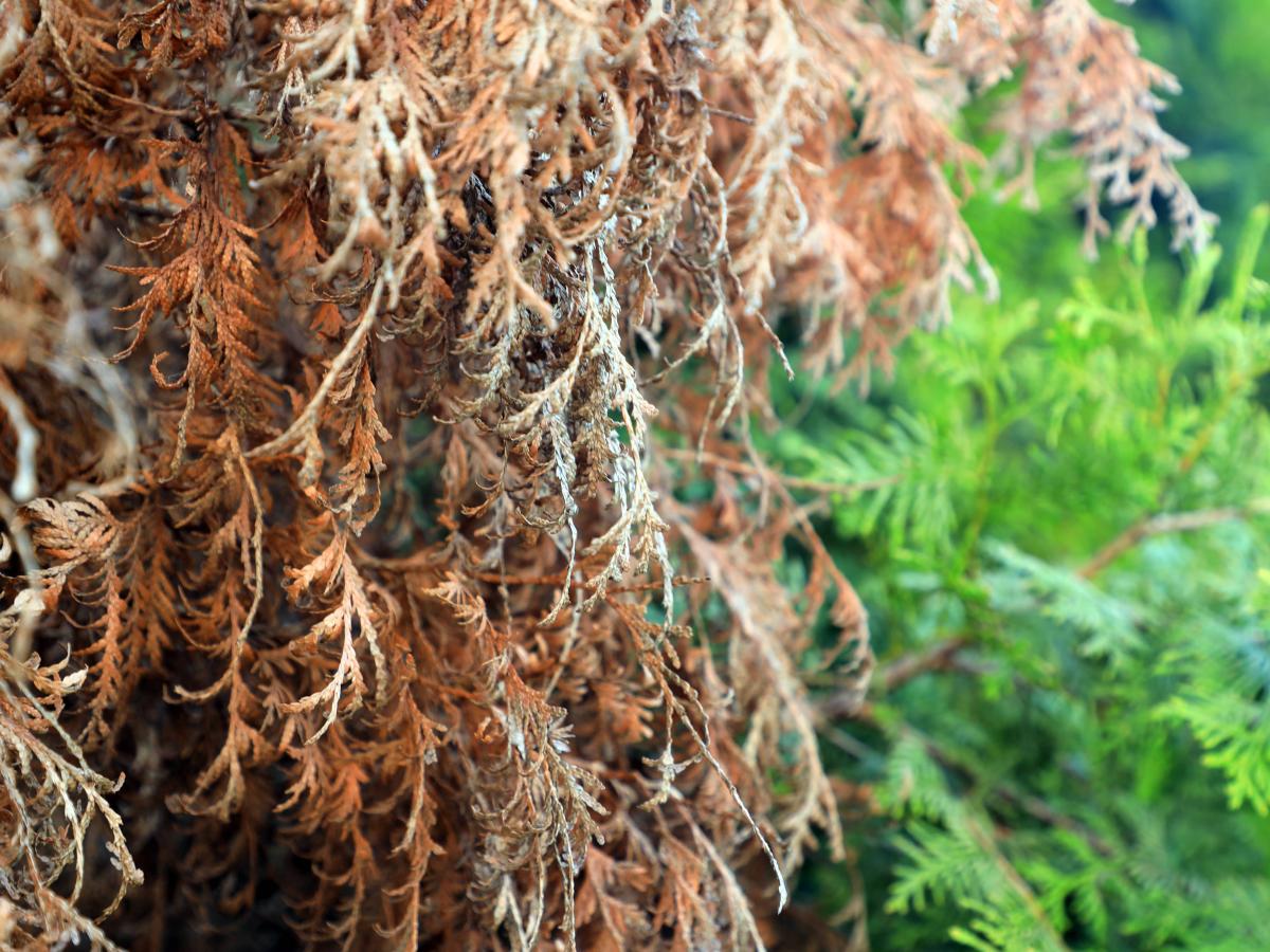 Tipps aus Ganderkesee: So pflegt man die Hecke im Garten