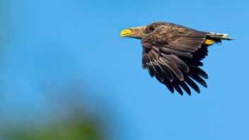 <p>Ein Seeadler fliegt über eine Wiese an der Wümme nördlich von Bremen.Seeadler sind die größten heimischen Greifvögel. (zu dpa: «Lange Flügel und spitze Krallen»)</p>
