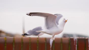 Möwe an der Küste: die Tiere weichen auch aufgrund von Futtermangel vermehrt in die Städte aus, um dort nach Essen zu suchen. 