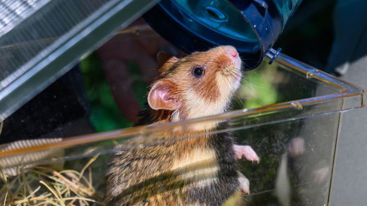 <p>Ein Feldhamster wird mit Hilfe einer Röhre aus einer Box für die Auswilderung auf einem Feld entnommen. Das Feldhamsterschutzprojekt startet ins zweite Auswilderungsjahr. Auf dem Feld in Nordsachsen wurden die ersten 15 Feldhamster mit den Partnern des Arbeitskreises Kooperativer Feldhamsterschutz im Freistaat Sachsen ausgewildert. Die Fläche ist feldhamsterfreundlich bewirtschaftet. In den nächsten Tagen werden weitere Vertreter, der vom Aussterben bedrohten Art, folgen.Der kleine Feldhamster schnuppert schon die Luft der Freiheit. (zu dpa: «Vom Zoo auf die Felder»)</p>