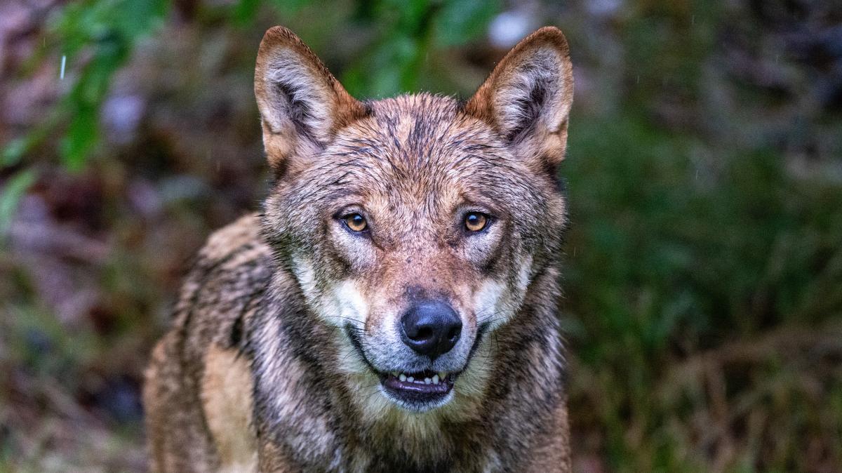 EU-Parlament-macht-Weg-f-r-mehr-Wolf-Absch-sse-frei