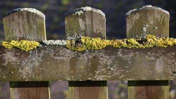 Flechten an einem Gartenzaun aus Holz Flechten an einem Gartenzaun aus Holz Copyright: xZoonar.com/ErichxTeisterx-xetfot