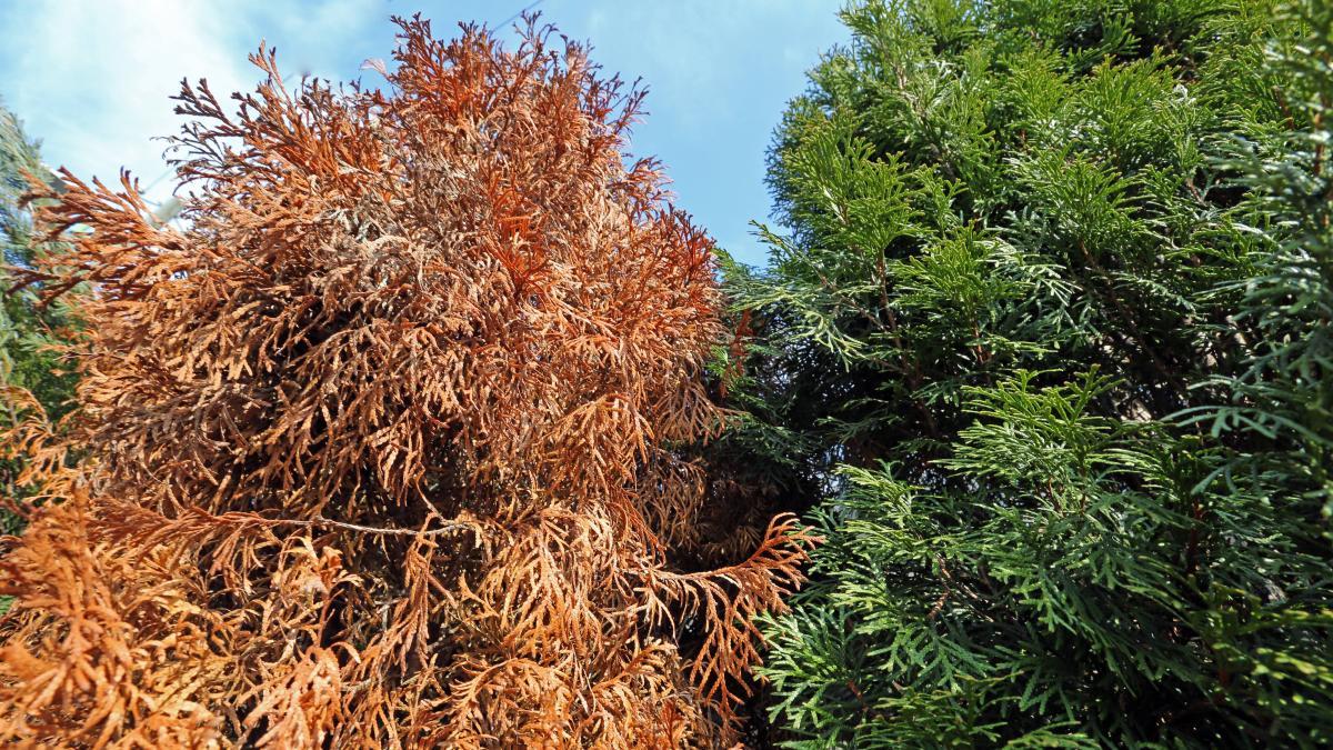 Thuja wird braun: So wird Ihr Lebensbaum wieder grn
