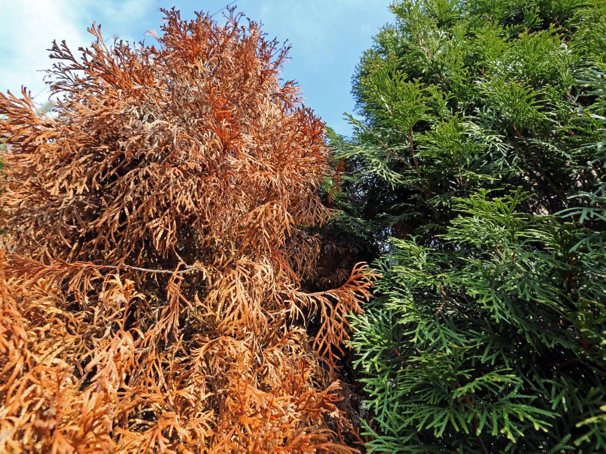 Thuja wird braun: So wird Ihr Lebensbaum wieder grn