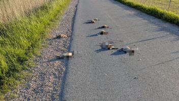 Die toten Tiere lagen kopflos im Blut auf der Straße verteilt.
