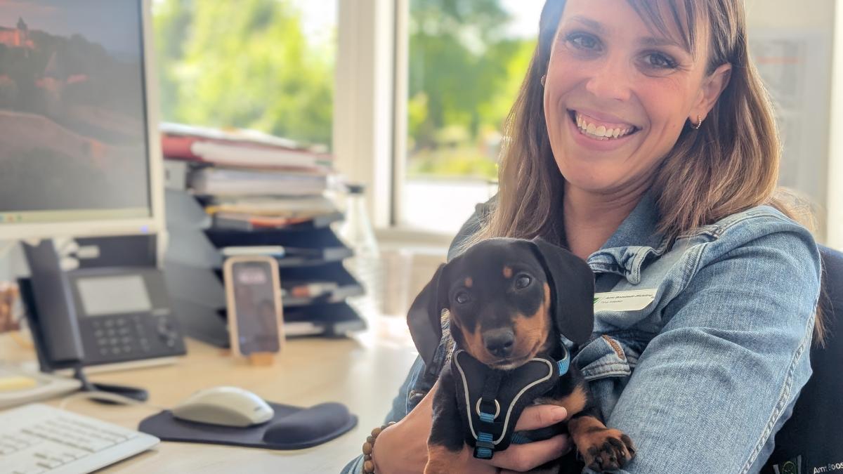 Hund im Büro: Wie Vierbeiner Gesundheit und Arbeitsklima verbessern – Boostedts Vorbild!