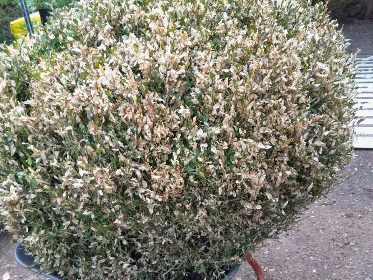 eibe mehrstmmig Taxus media 'Hillii'