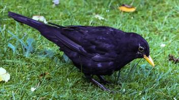 Amsel auf einer Wiese