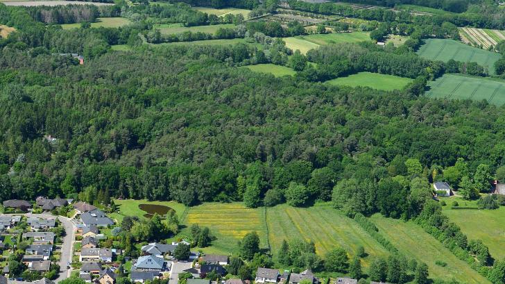 Er ist 37 Hektar groß, der Wald von Langes Tannen. Dort finden viele Tiere Unterschlupf und bekommen Nachwuchs. Lärm, ausgehend von der Forstwirtschaft, kann sie beeinträchtigen und bei der Aufzucht stören.