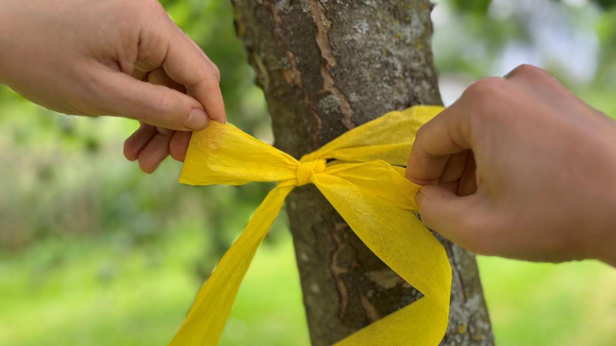 Yellow ribbon in the Oldenburg district: Pick your own fruit for free