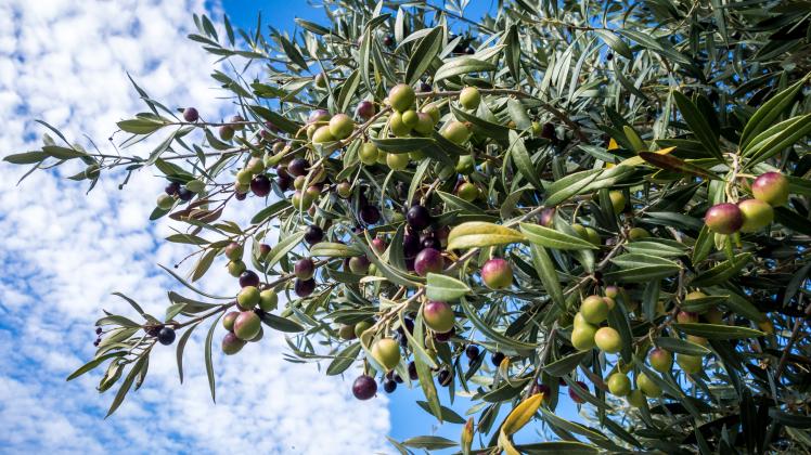 thuja torwächter Jetzt Lebensbaum Torwächter 'Smaragd' online kaufen bei Bohlken  Pflanzenversand – Bohlken Pflanzenversand GbR main image 0