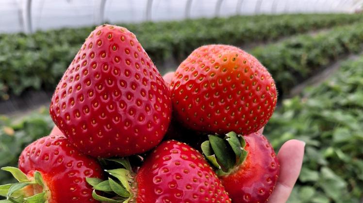 Erdbeeren Ingenhof