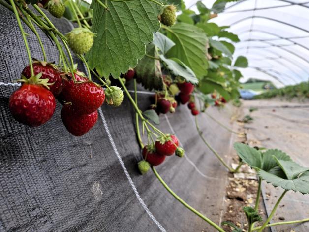 Noch mindestens zwei Wochen können die Kunden auf dem Ingenhof ihre Erdbeeren selbst pflücken.