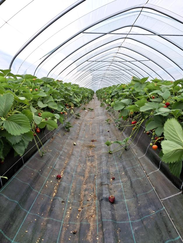 Je nach Witterung können in den Erdbeertunneln oder auf dem freien Feld gepflückt werden.