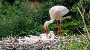 Ein Storch steht im Horst bei seinem Nachwuchs.