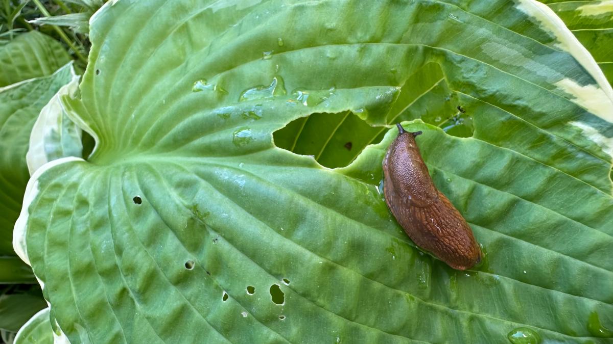 thuja smaragd online kaufen Jetzt Lebensbaum Torwchter 'Smaragd' online kaufen bei Bohlken  Pflanzenversand  Bohlken Pflanzenversand GbR