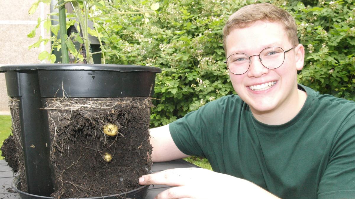 hohenwestedt-sch-ler-z-chten-tomoffel-hybrid-aus-tomate-kartoffel