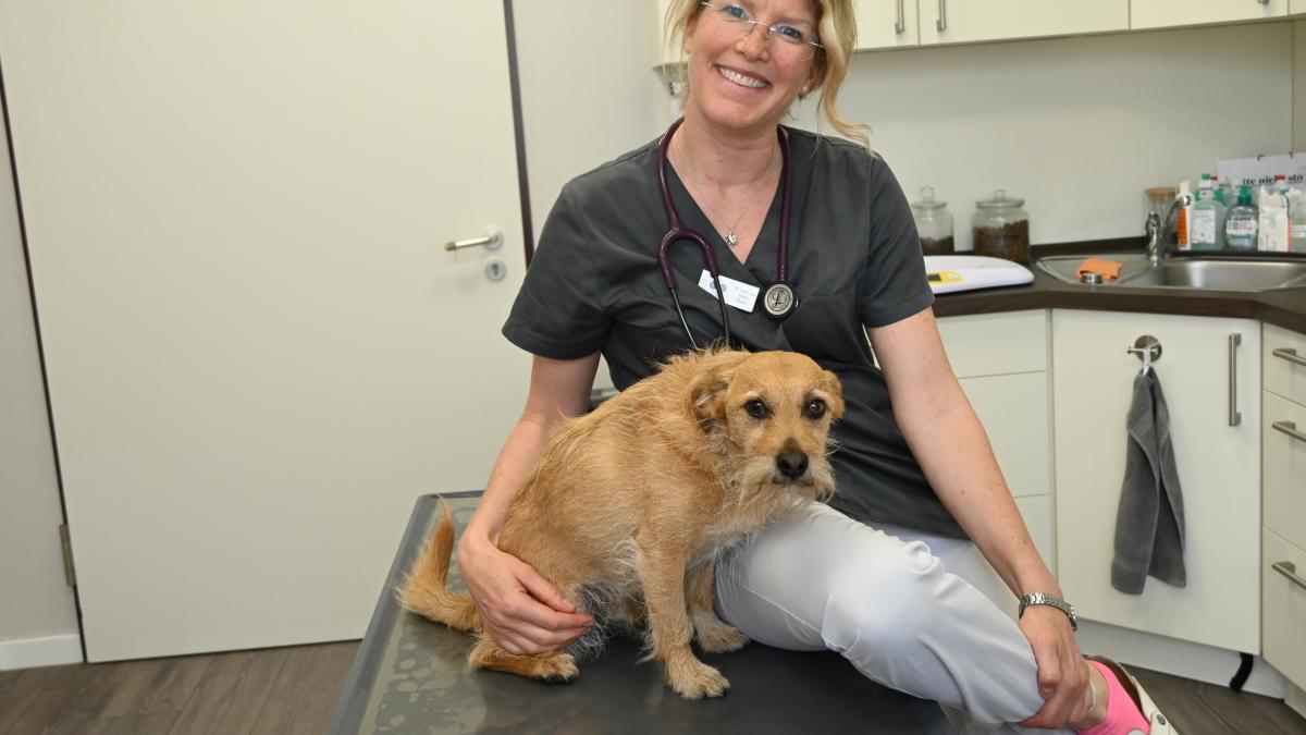 Tierärztin aus Schenefeld: Hund und Katze bei Hitze abkühlen