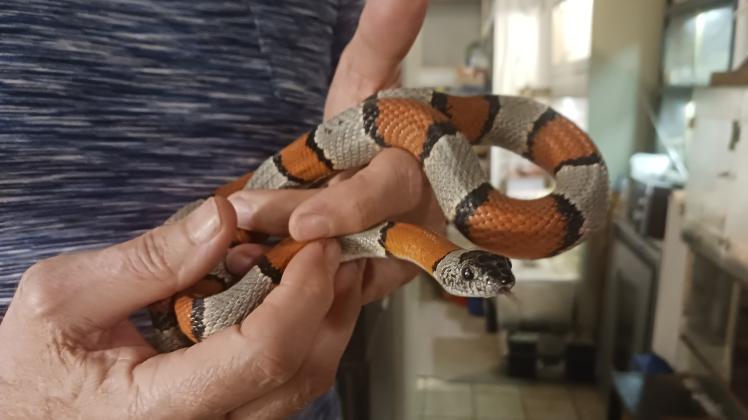 Königsnatter in der Hand von Rüdiger Schlepper aus Quickborn