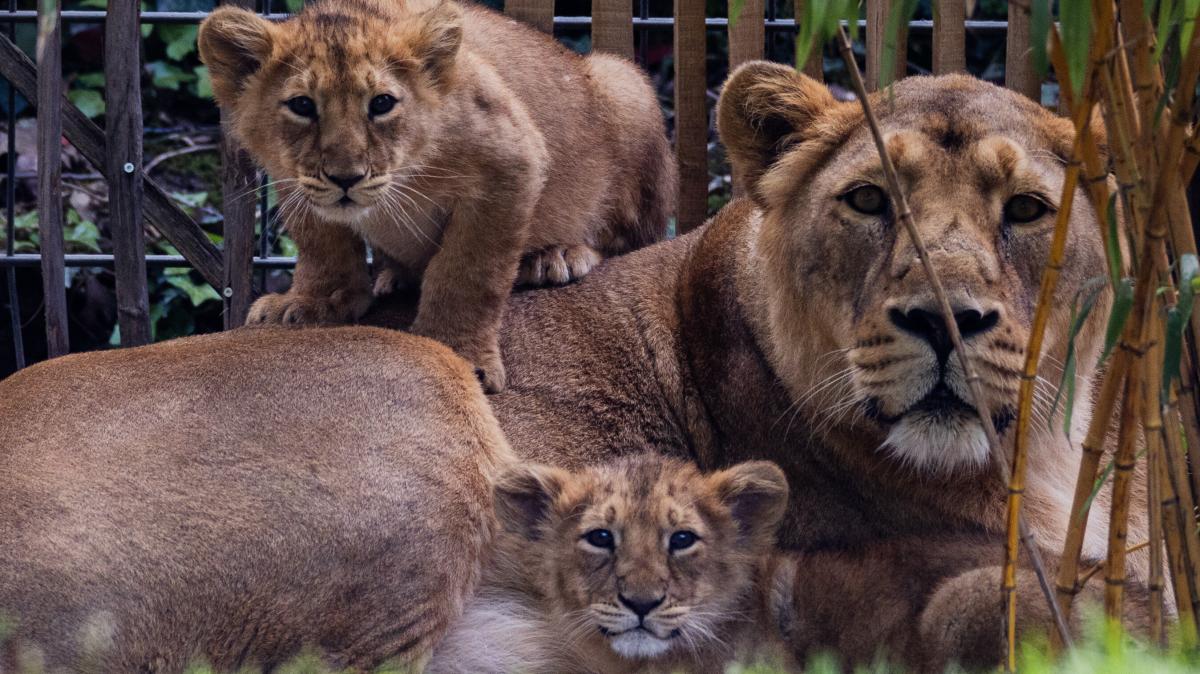 Mourning at Cologne Zoo: Two lion cubs euthanized - | the reasons