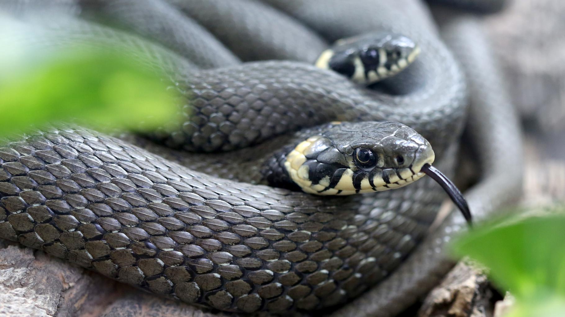 V Nemčiji se je razširila črna kača