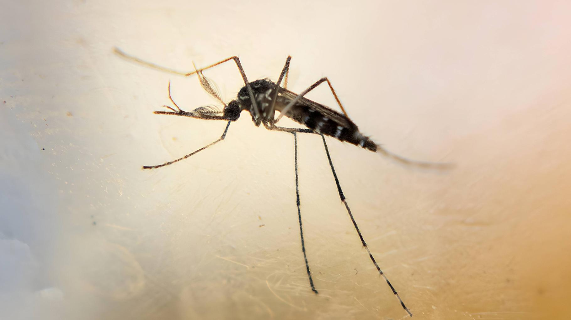 Chikungunya-Virus breitet sich in China aus – WHO warnt auch in anderen Ländern