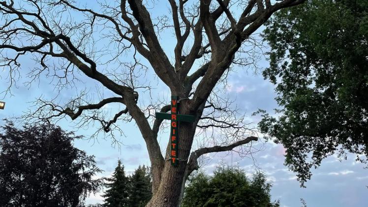 Diese stattliche Eiche im Thesdorfer Weg wurde im Mai 2022 vergiftet und starb ab. Um das öffentlich wahrnehmbar zu machen, hatte Baumpfleger Uwe Thomsen dort ein Holzkreuz angebracht. Auf Druck von Anwohnern musste er es wieder abhängen. Ein Schelm, wer Böses dabei denkt. Diese stattliche Eiche im Thesdorfer Weg wurde im Mai 2022 vergiftet und starb ab. Um das öffentlich wahrnehmbar zu machen, hatte Baumpfleger Uwe Thomsen dort ein Holzkreuz angebracht. Auf Druck von Anwohnern musste er es wieder abhängen. Ein Schelm, wer Böses dabei denkt.