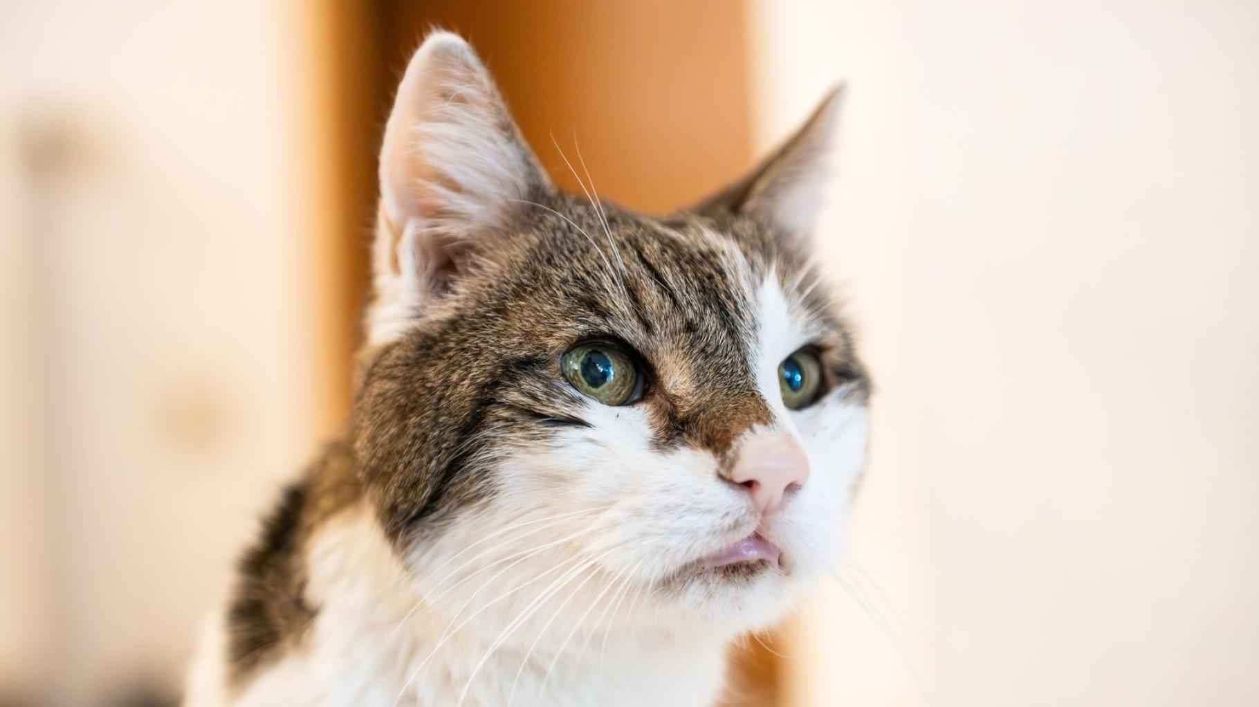 Kater absichtlich ausgesetzt: 33-Jähriger muss Geldstrafe zahlen