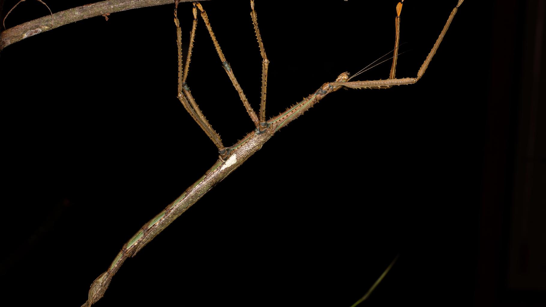 Ein Insekt so groß wie ein Unterarm – Heuschreckenfund gibt Forschern Rätsel auf