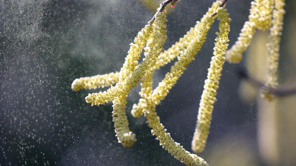 Allergiker-aufgepasst-So-will-der-Wetterdienst-die-Pollenflugvorhersage-verbessern