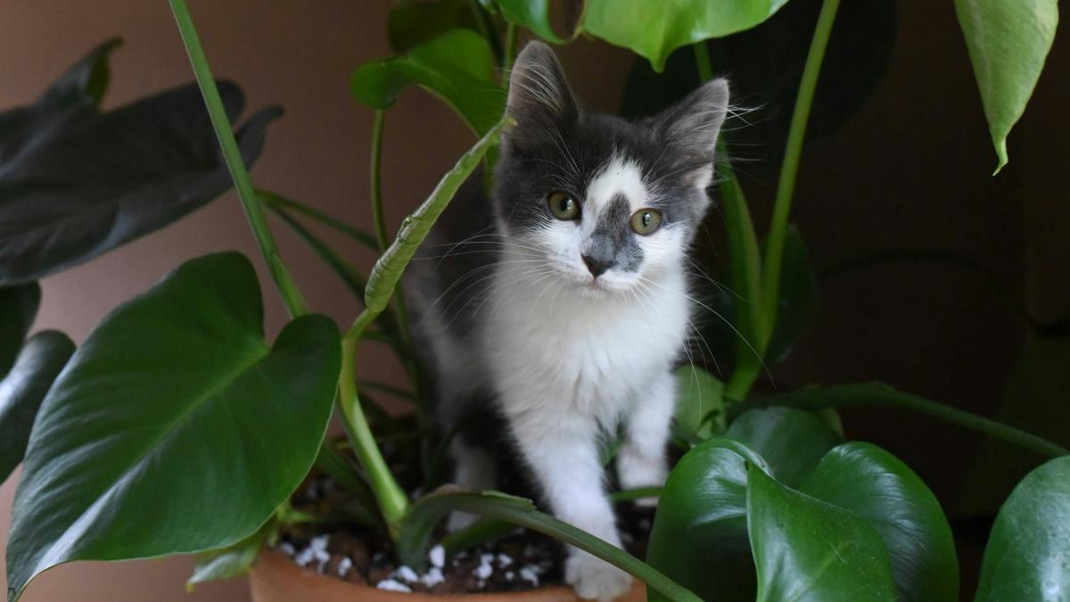 Tierrztin erklrt: Fr Katzen giftige Lebensmittel und Pflanzen