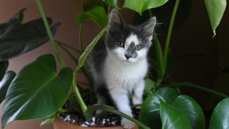 Tierrztin erklrt: Fr Katzen giftige Lebensmittel und Pflanzen