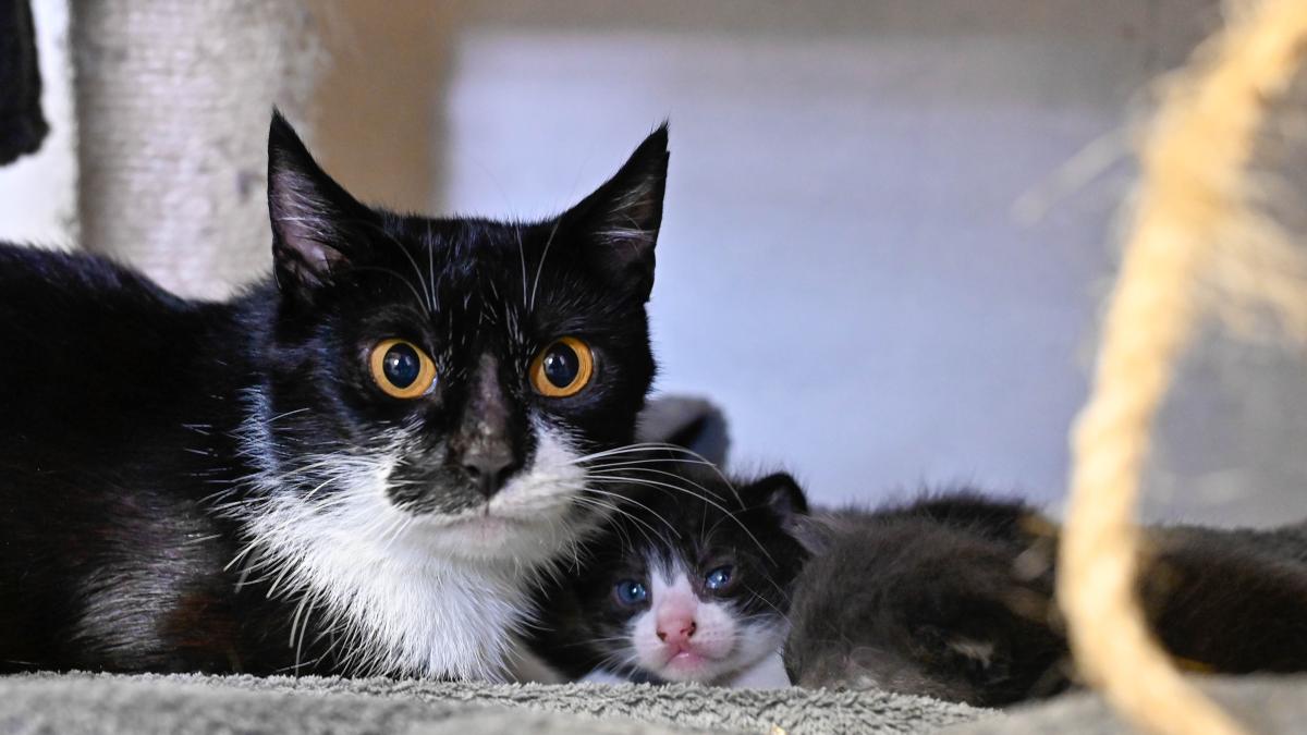 Kastration von Katzen in SH: Das sind die neuen Regeln für Halter