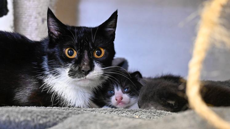 Animal Care Katzen