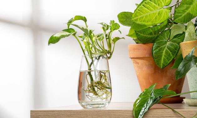 saatgut brennessel BIO Saatgut Grosse Brennnessel – Biogartenladen